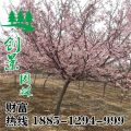 沭陽大量供應(yīng)山櫻花、價(jià)格低、規(guī)格齊全