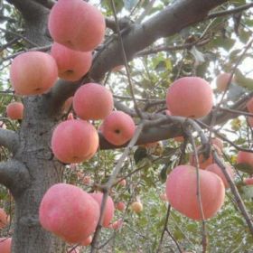 烟富苹果苗价格 烟富苹果苗批发基地