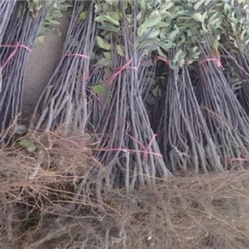 秦阳苹果苗多少钱一棵 秦阳苹果苗批发基地