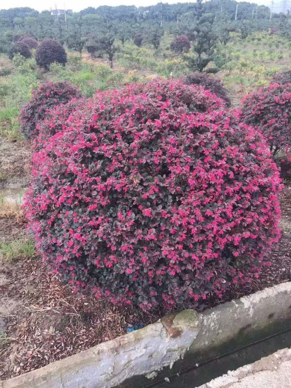 紅花繼木