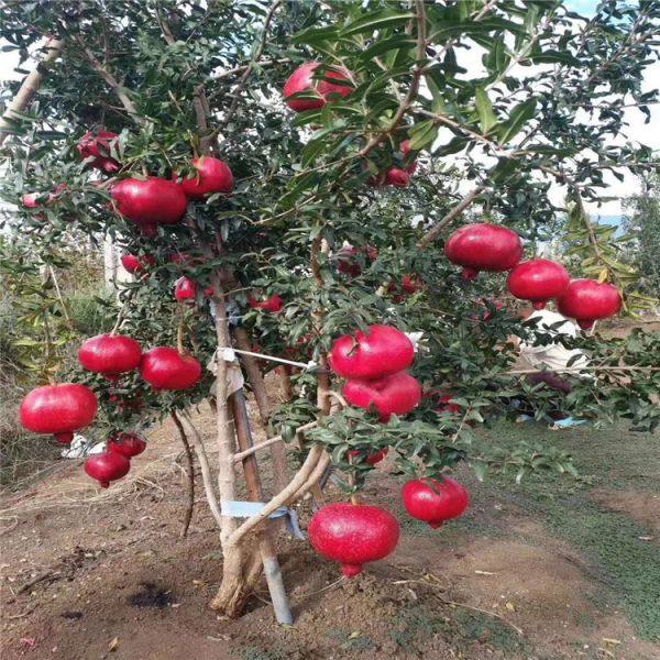 泰山紅石榴苗