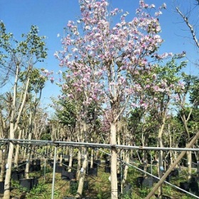 精品落叶乔木宫粉紫荆  漳州基地大量供应