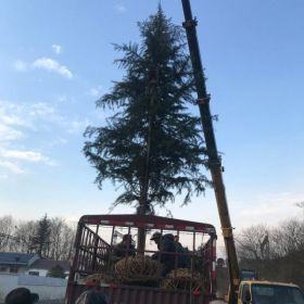 雪松价格  基地雪松多少钱一棵