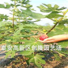 無花果哪個品種產(chǎn)量高、波姬紅無花果苗產(chǎn)量高