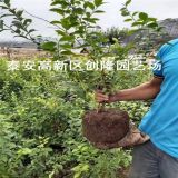 适合南方种植的蓝莓苗有什么品种、一年蓝莓苗多少钱一棵_