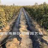 新品種櫻桃樹苗、一公分齊早櫻桃苗多少錢一棵_