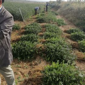 大红袍花椒苗价格 山西大红袍花椒苗基地批发