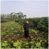 1.5公分無花果樹苗多少錢一棵 無花果樹苗基地 種植方法