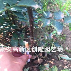 大紅袍花椒苗基地_2020年花椒苗批發(fā)價(jià)格_