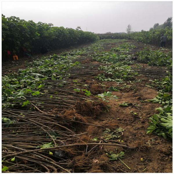 无花果树苗什么时候种植好 润景无花果树苗基地