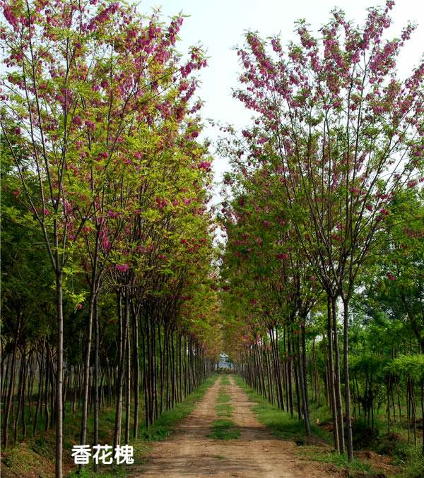 保定香花槐图片