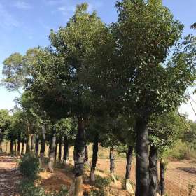 25公分移植香樟价格 移植香樟批发采购