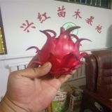 火龍果樹(shù)苗種植介紹 興紅農(nóng)業(yè)基地供應(yīng)火龍果