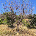 福建山櫻花批發(fā) 山櫻花袋苗 山櫻花地苗 各種規(guī)格 現(xiàn)貨供應(yīng)