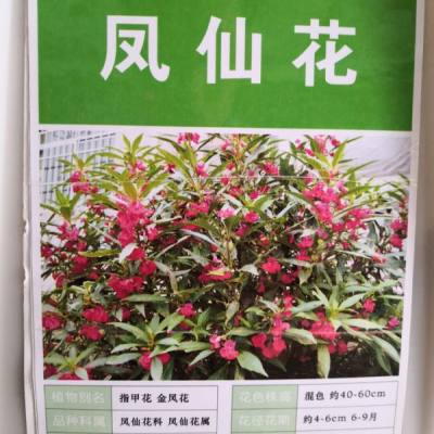 鳳仙花種子什么時候播種出芽率更高？