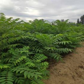 哪里有香椿苗 红油香椿树苗价格 香椿苗基地批发