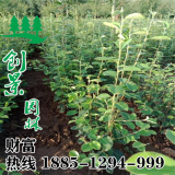 木瓜樹(shù)苗木賣多少錢一株?-貨源基地-低價(jià)批發(fā)/采購(gòu)