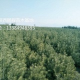 出售白皮松_出售2米白皮松小苗基地，白皮松基地