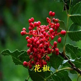 華辰園藝場花椒小苗經(jīng)銷出售 大紅袍花椒苗?貨源充足