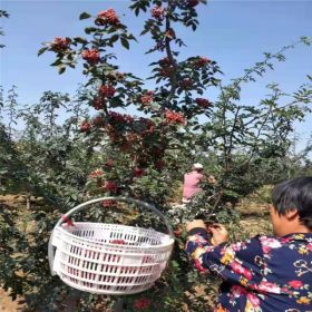 大紅袍花椒苗批發(fā)價格 華辰園藝場嫁接無刺花椒苗