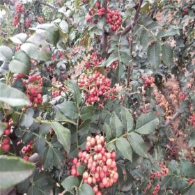 花椒苗品種 大紅袍花椒苗批發(fā)價格華辰園藝場當年花椒苗直銷