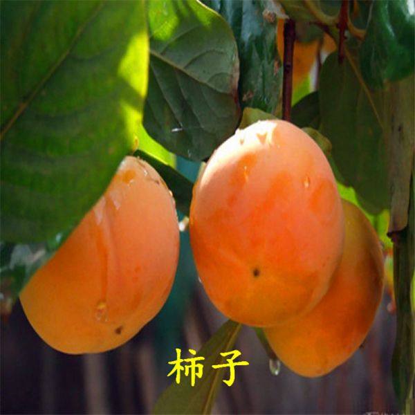 柿子苗