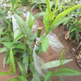 種植桃樹苗怎么選擇品種 嫁接桃樹苗多少錢 桃苗種植技術(shù)