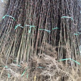 花椒树苗批发基地 山东花椒苗  花椒树苗价格