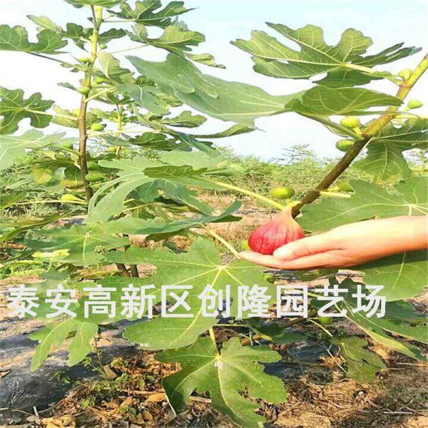 布兰瑞克无花果苗