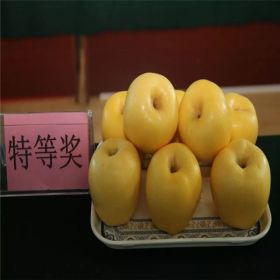 矮化瑞陽(yáng)蘋(píng)果苗價(jià)格