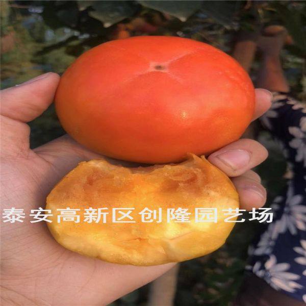 柿子苗