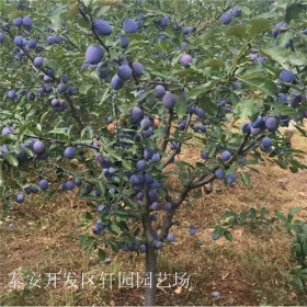 嫁接西梅李子苗什么时候种植好 恐龙蛋李子苗轩园园艺场