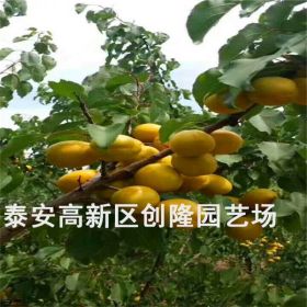 珍珠油杏树苗_珍珠油杏树苗供应