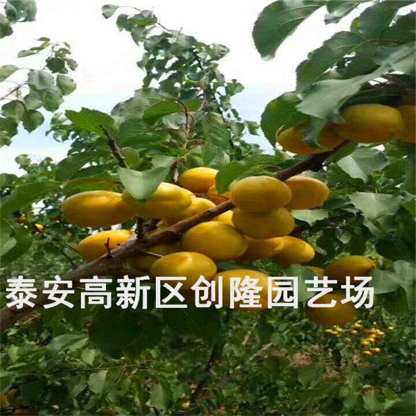 珍珠油杏树苗