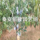 两公分李子树苗_两公分李子树苗批发价格_