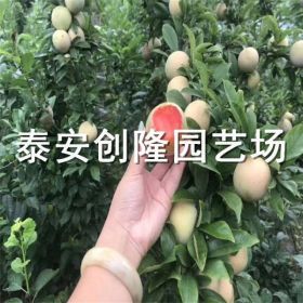 一公分李子樹苗_一公分李子樹苗出售_