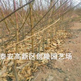 一公分油蟠桃树苗介绍、一公分油蟠桃树苗多少钱一棵_