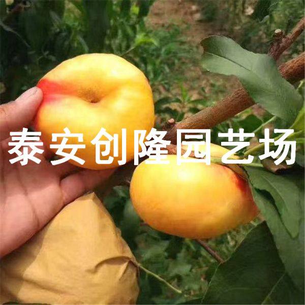 风味天后油蟠桃树苗