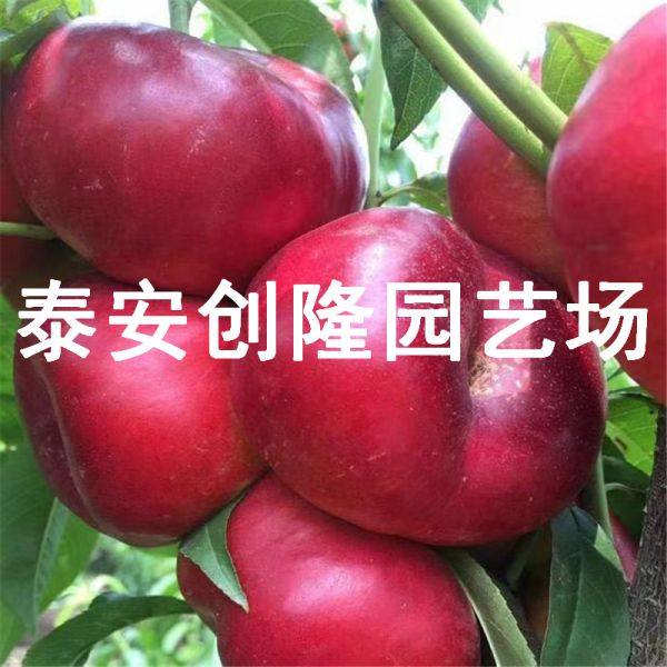 风味天后油蟠桃树苗