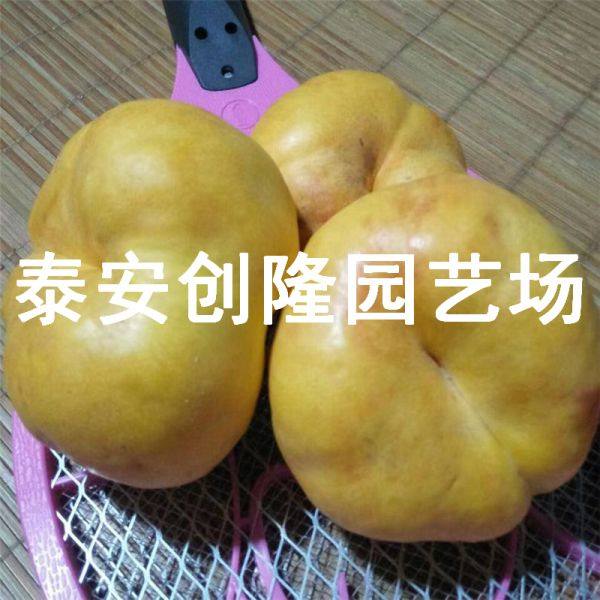 风味天后油蟠桃树苗