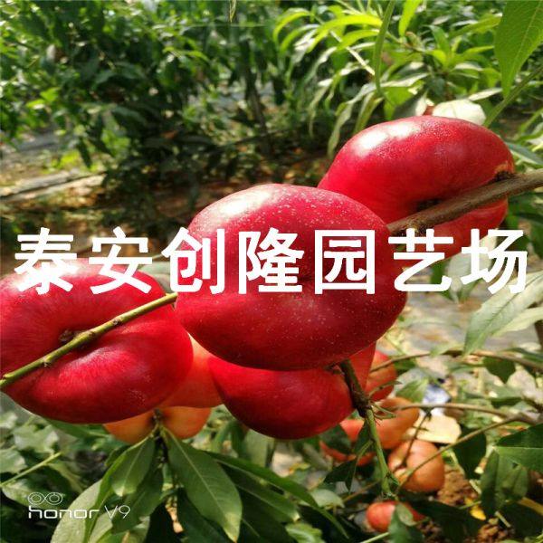 风味皇后油蟠桃树苗