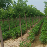 低接大规格金枝槐种植基地