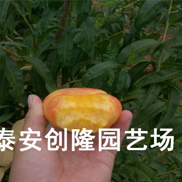 风味天后油蟠桃树苗