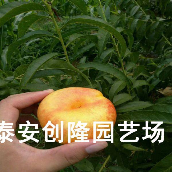 风味天后油蟠桃树苗