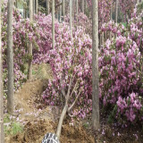 5公分樱花价格、五公分樱花多少钱、5公分樱花哪里有