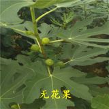 華辰園藝場2公分無花果苗基地直銷