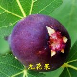 無(wú)花果苗、山東無(wú)花果苗價(jià)格、山東無(wú)花果苗批發(fā)  華辰園藝場(chǎng)