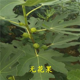 華辰園藝場(chǎng)1公分無(wú)花果苗、1.5公分無(wú)花果樹(shù)苗多少錢(qián)