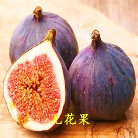 華辰園藝場(chǎng)當(dāng)年結(jié)果紅心無(wú)花果小苗價(jià)格?無(wú)花果小苗價(jià)格