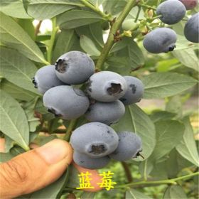 出售莱克西蓝莓苗、华辰园艺场莱克西蓝莓苗多少钱一棵